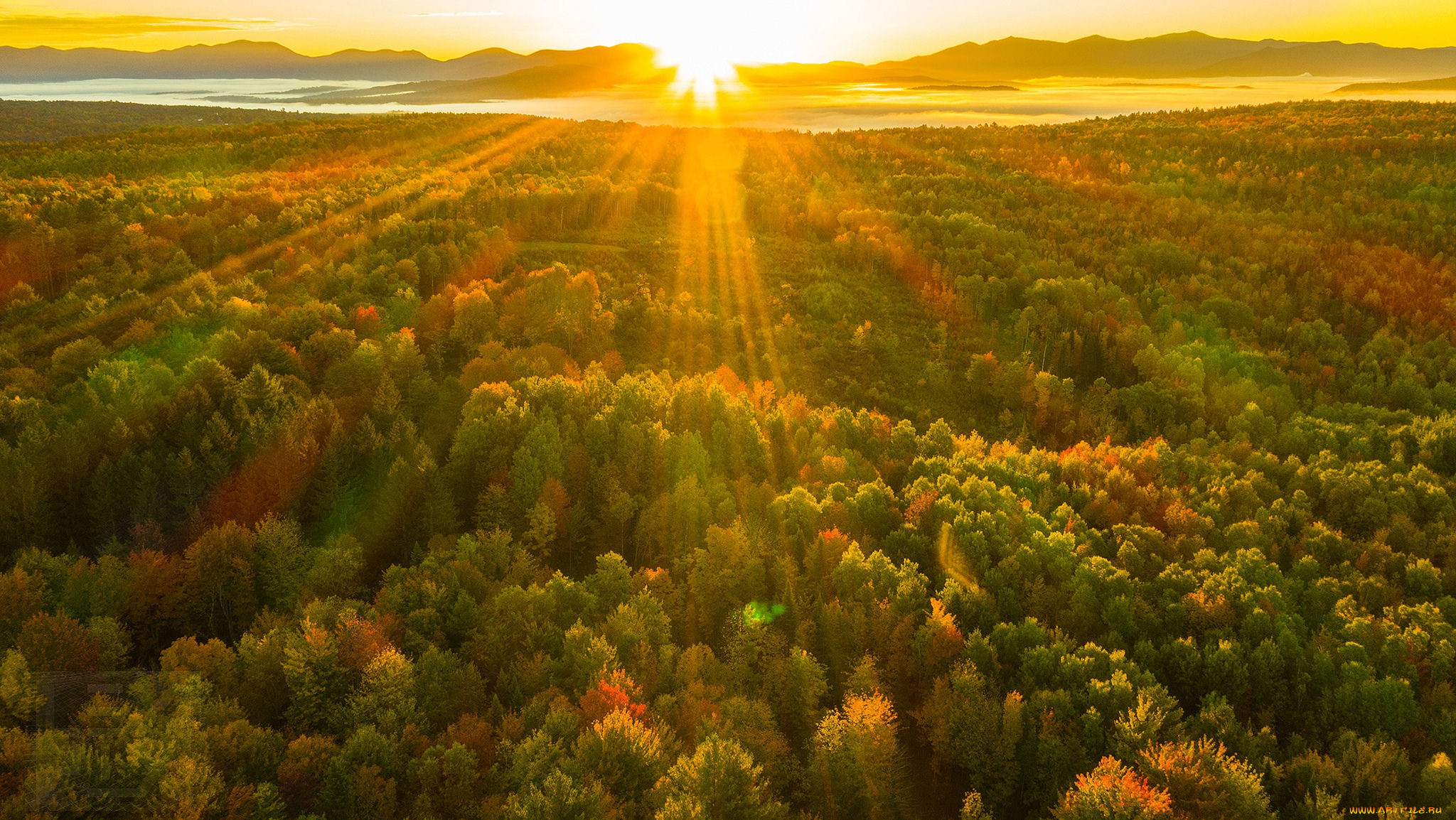 Солнце над лесом. Рассвет осенью. Рассвет над лесом. Осень рассвет. Восход солнца над лесом.